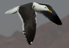 1cy fuscus in August, ringed in Finland. (81365 bytes)